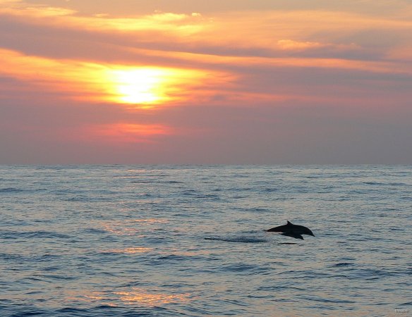 25- Dauphins au coucher du soleil 